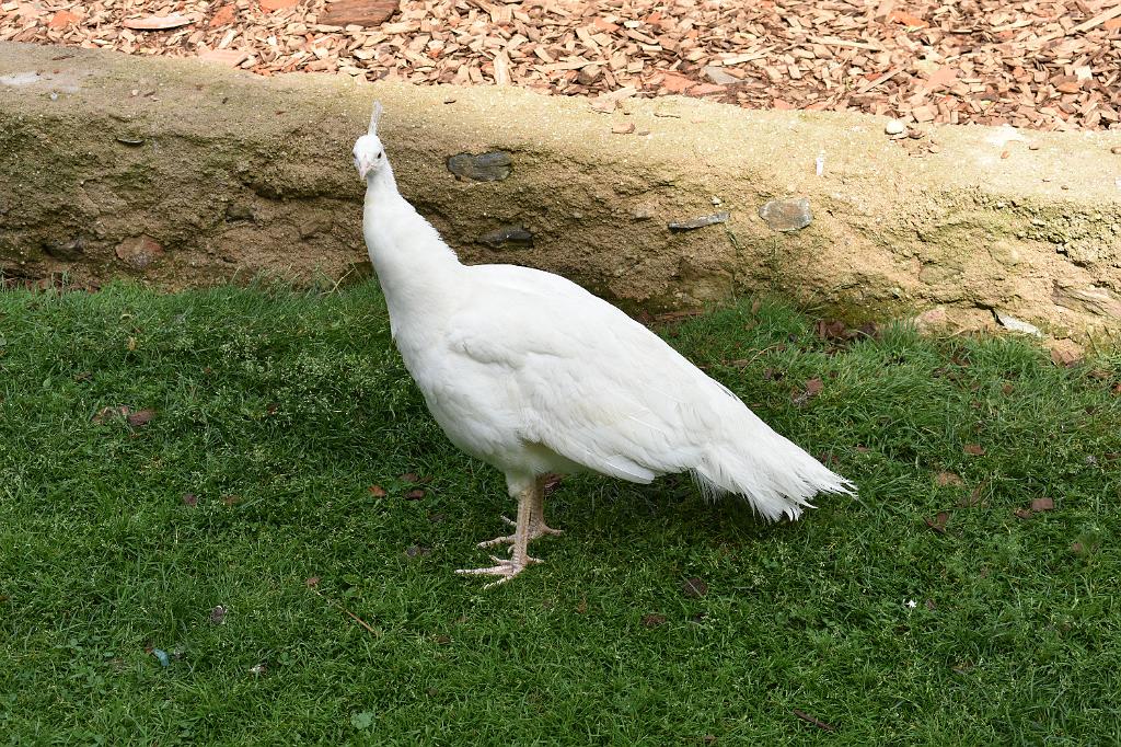161.jpg